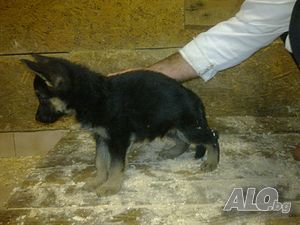 image_13
