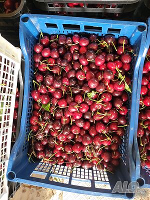 Продавам череши за ракия