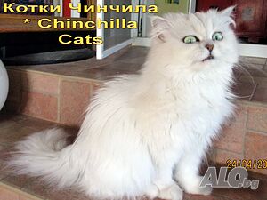 Сребърна чинчила, британска дългокосместа котка, коте, котенце