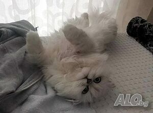 image_3