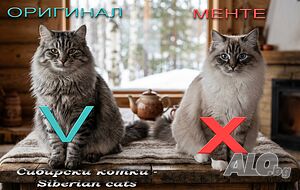 Писмени консултации за котки, котета и котараци, научни статии за публични издания