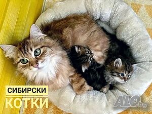 image_14