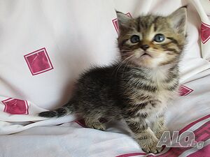 Сибирски котенца златно таби (класическо и петнисто), сибирско коте, сибирска котка