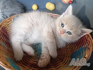 Сибирче, сибирска котка, сибирски котенца, сибирско коте, хипоалергично, момче крем