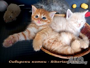 Сибирче, сибирско коте, червено момче, сибирски котенца, сибирска котка, хипоалергенно