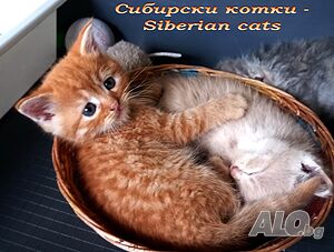Сибирче, сибирско коте, червено момче, сибирски котенца, сибирска котка, хипоалергенно