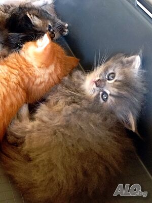 Пухкаво коте, синьо момиче, сибирски котета, сибирско котенце, хипоалергично Сибирка 2 месеца Женско синьо | Котки - продава | Пазарджик