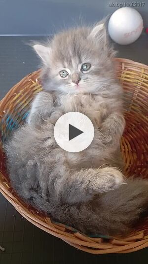 Пухкаво коте, синьо момиче, сибирски котета, сибирско котенце, хипоалергично