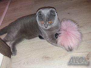 Шотландски клепоух търси партньорка