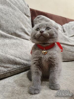 Шотландски клепоухи котета на 2 месеца