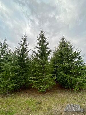 image_10