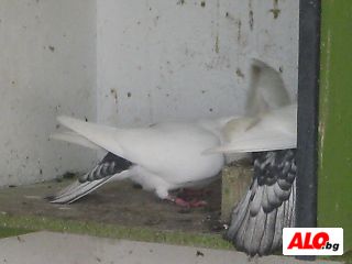 image_2