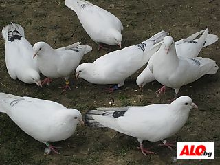 image_3