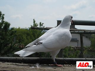 image_4