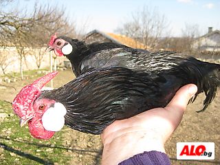 Продавам яйца за люпене и пилета от елитен Розкомб
