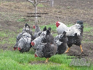 Продавам яйца за люпене и пилета от елитен голям Виандот