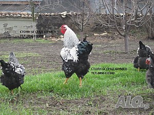 image_4