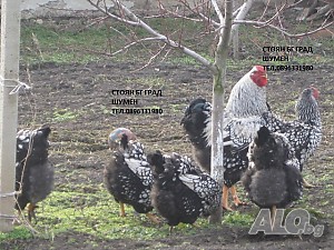 image_5