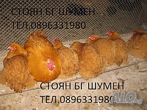 image_2