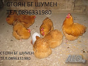 image_3