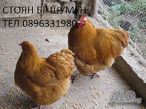 image_4