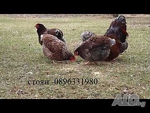 image_3