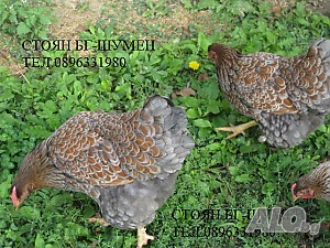 image_4