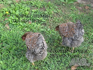 image_5