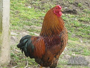 image_4