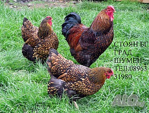 Продавам яйца за люпене и пилета от елитен голям червено кантиран Виандот