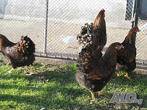 image_3