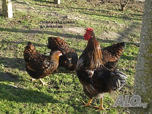 image_6