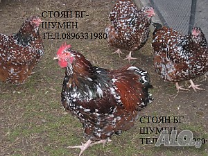 image_2