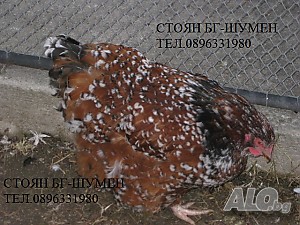 image_6