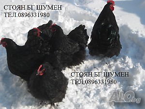 image_3