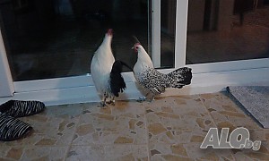 image_2