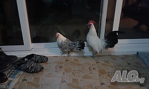 image_3