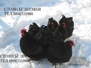 image_3