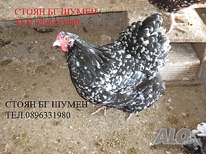image_4