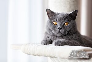 Елитен мъжки британец за разплод