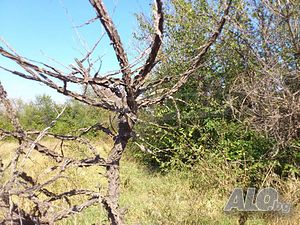 image_7