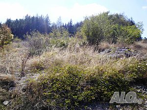 image_11