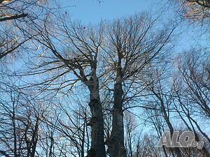 image_15