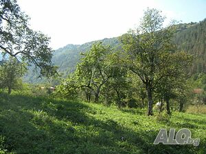 image_7