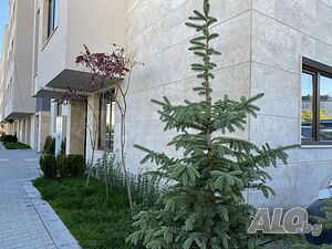 image_11