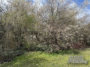 УПИ за жилищно строителство в град Лясковец
