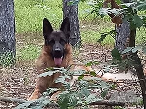 Wolf Hector Von Wassy - Търси се женска чистокръвна немска овчарка за този красавец!