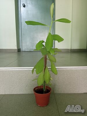 Каучуково дърво в саксия