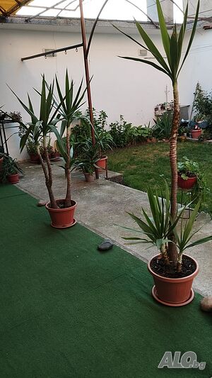 image_3