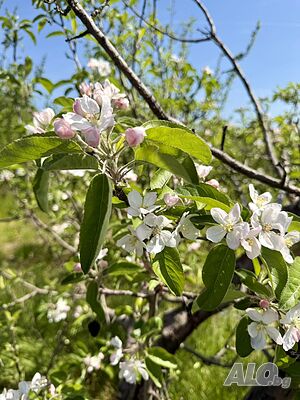 image_10